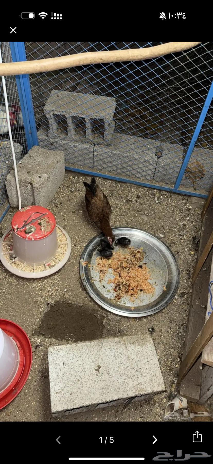 دجاج بلدي مع ديوك العدد3464376155067521110