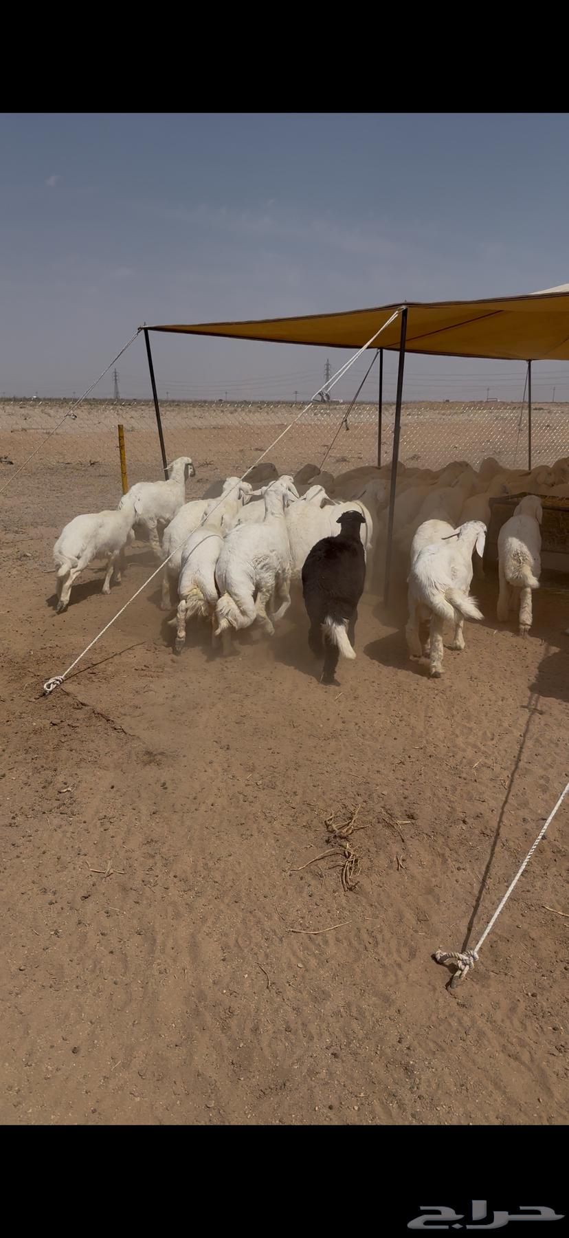 طليان صافي 45 مغلق شحم العمر 5 6 شهور64372097430017110