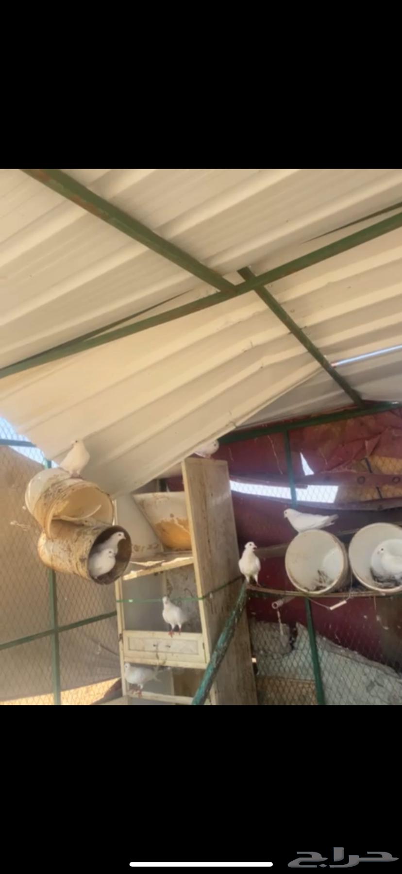 Hamman64366834254465111