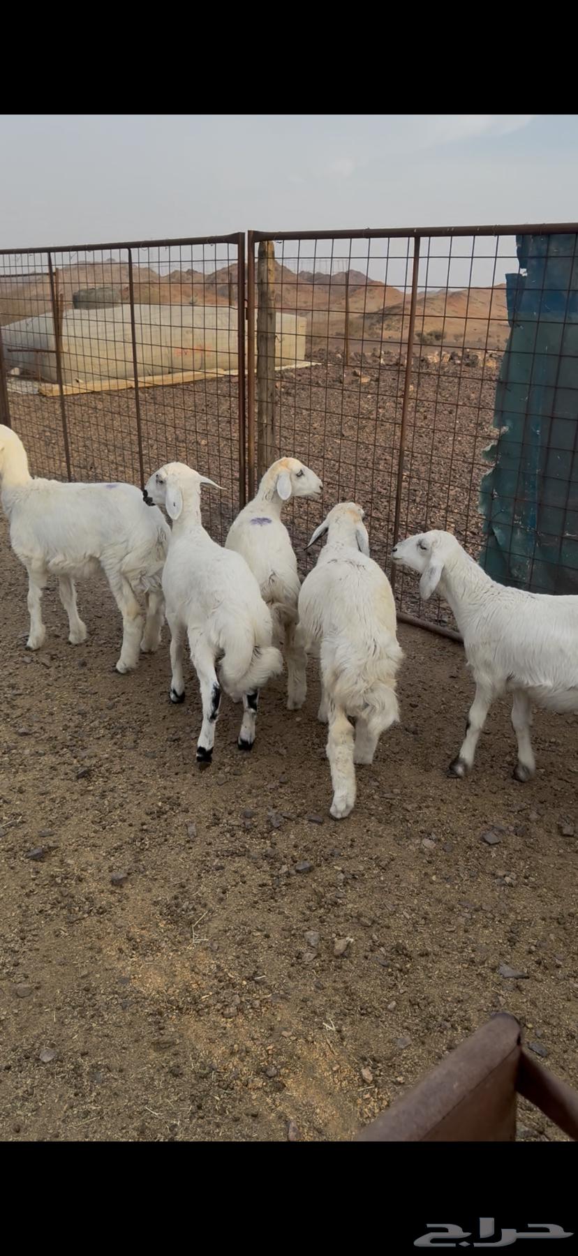 Rkhal and Tli64368252213379111