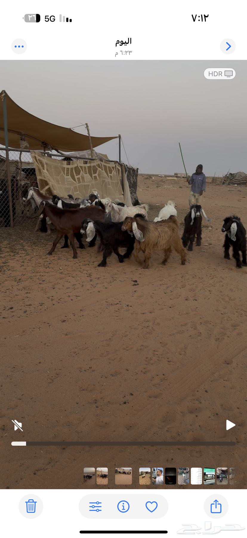 تيوس مخاصي فاخره64373194802177112