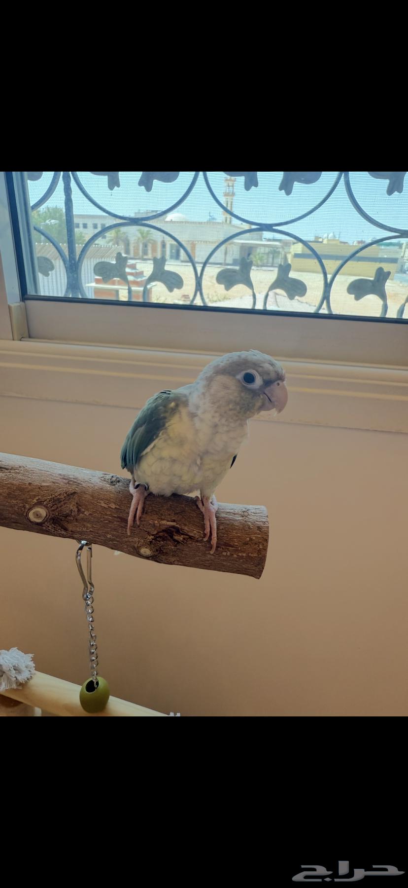 للبيع ببغاء كنيور سينمون تركواز64362559711873114