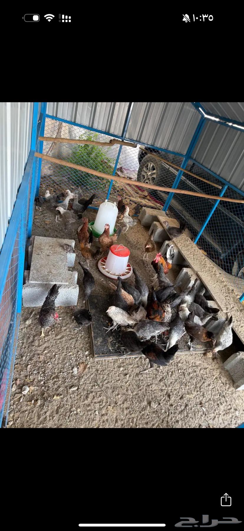دجاج بلدي مع ديوك العدد3464376155067521113