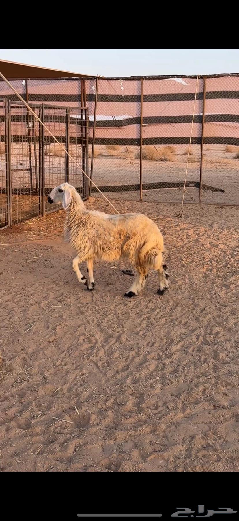 رخل عمرها حول 5 شهور64365557491457110