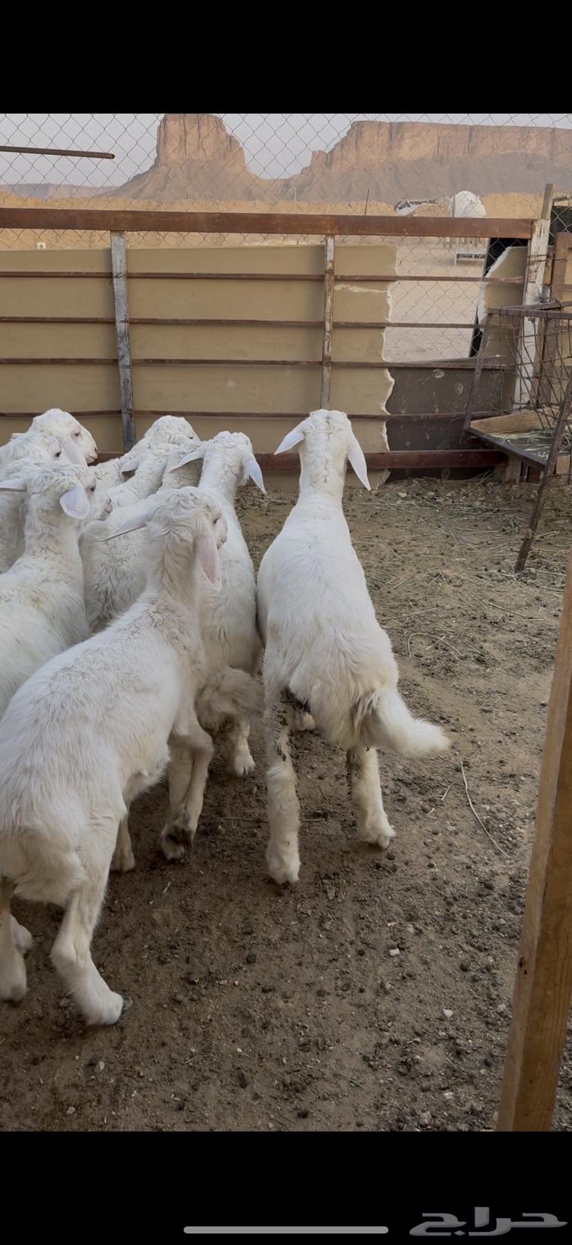 خروف صافي64370511426817112