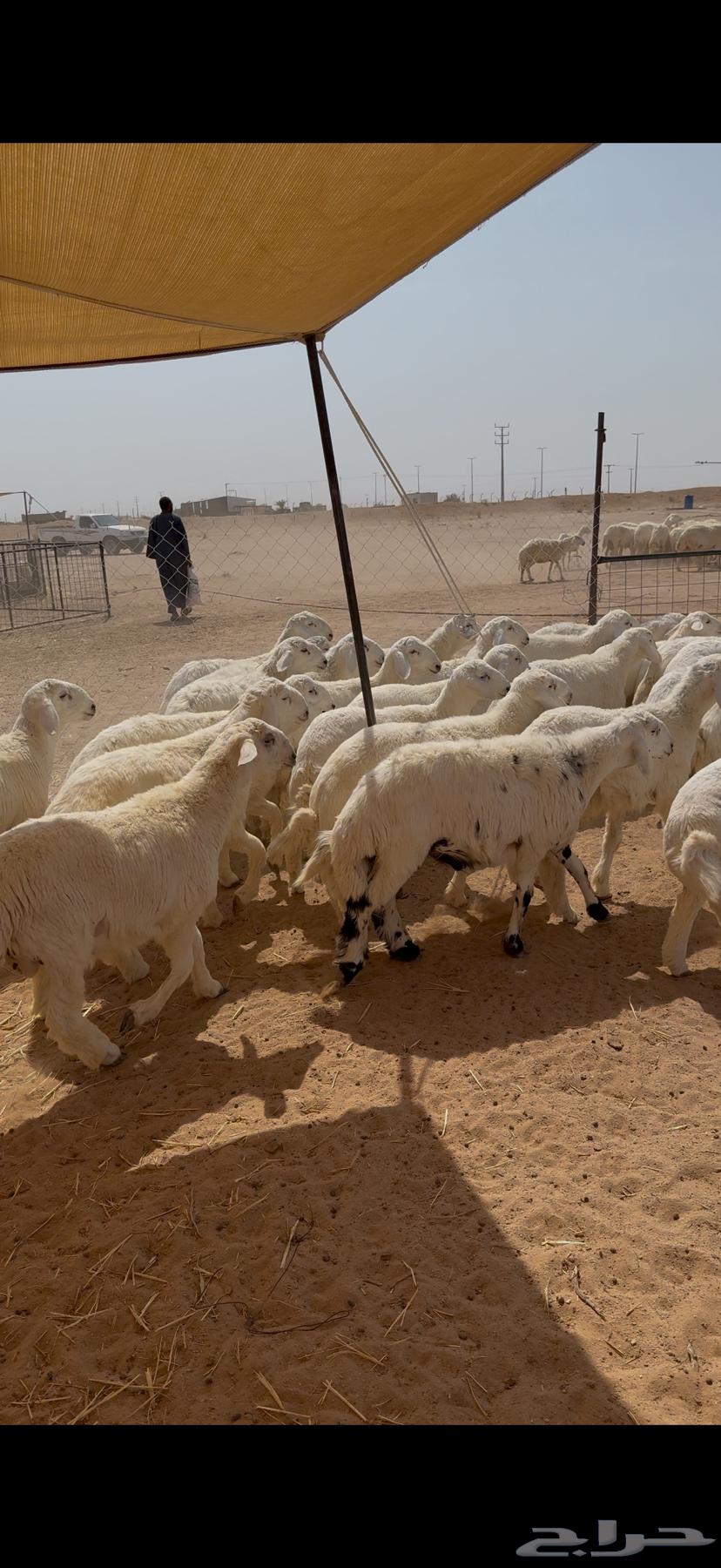 طليان صافي 45 مغلق شحم العمر 5 6 شهور64372097430017112