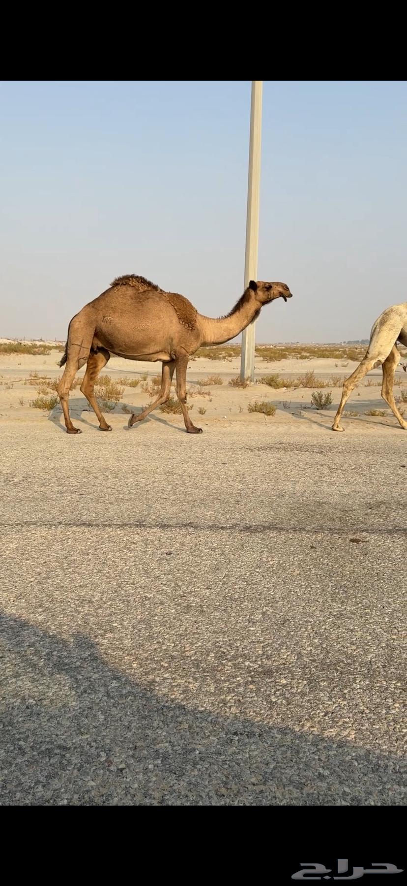 Camel calves of good lineage64374304699139110