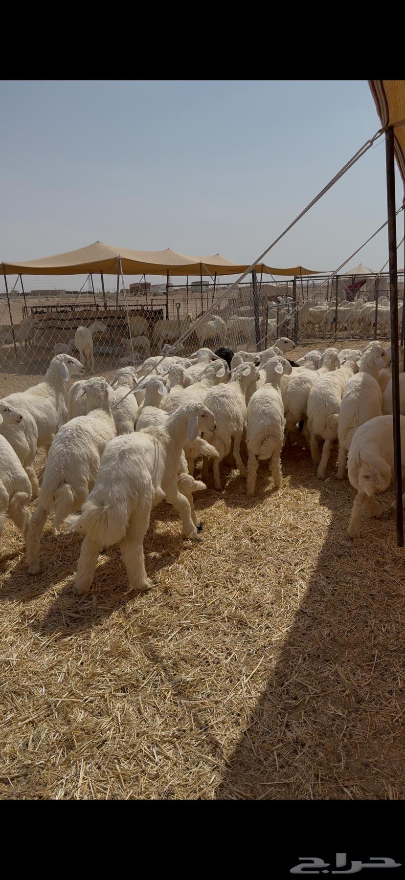 طليان صافي 45 مغلق شحم العمر 5 6 شهور64372097430017113