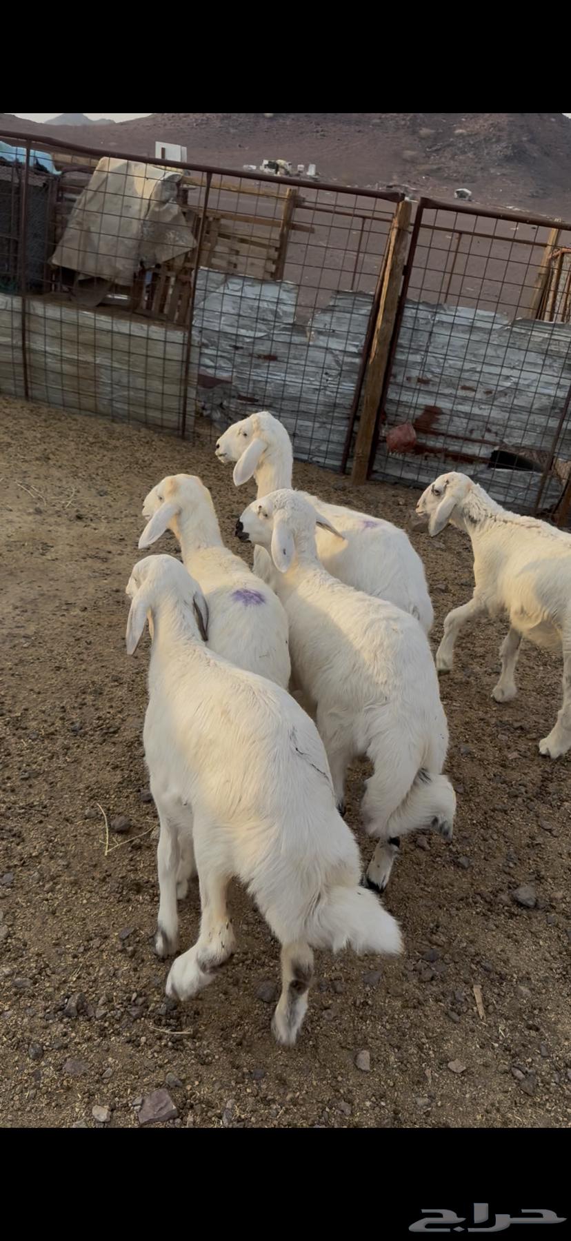 Rkhal and Tli64368252213379112