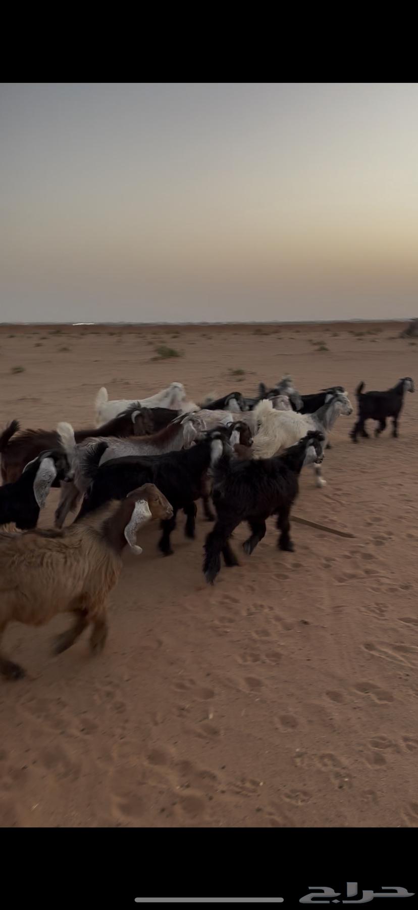 تيوس مخاصي فاخره64373194802177113