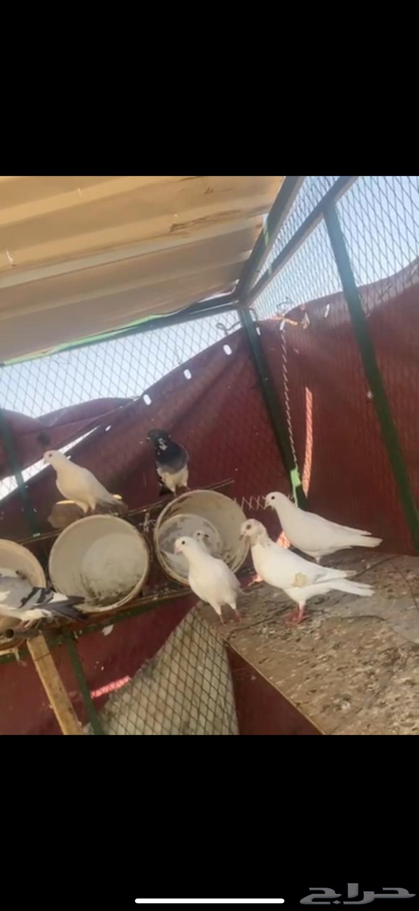 Hamman64366834254465110