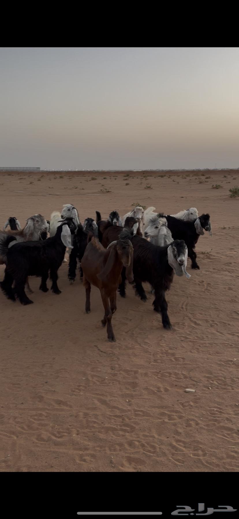 تيوس مخاصي فاخره64373194802177110