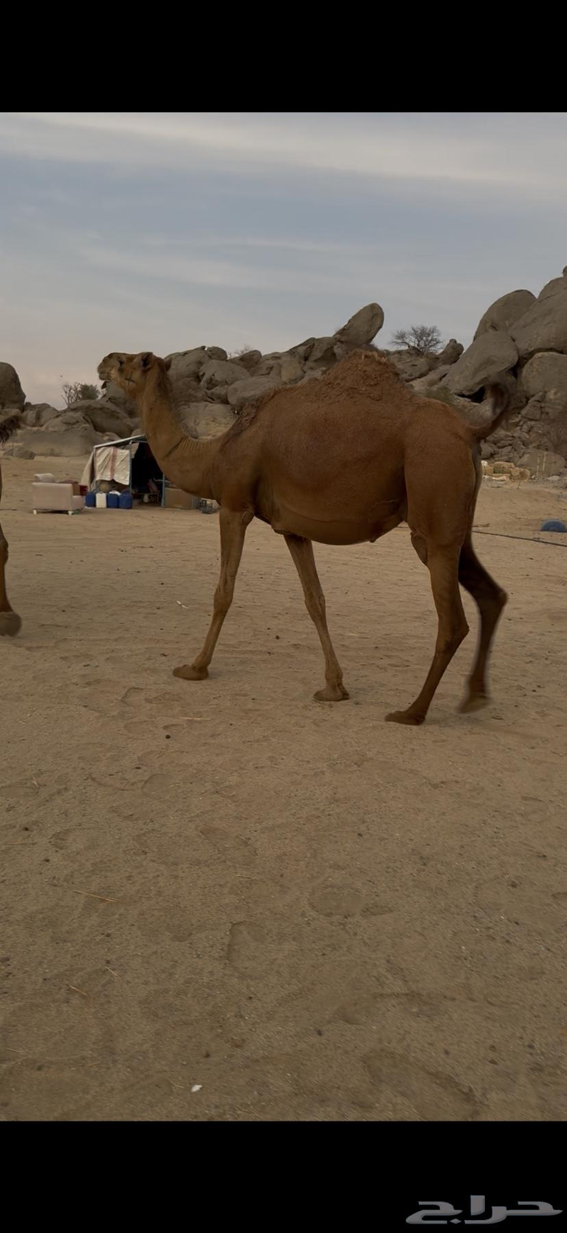 ناقتين سواحل خوات بعض64363547493250111