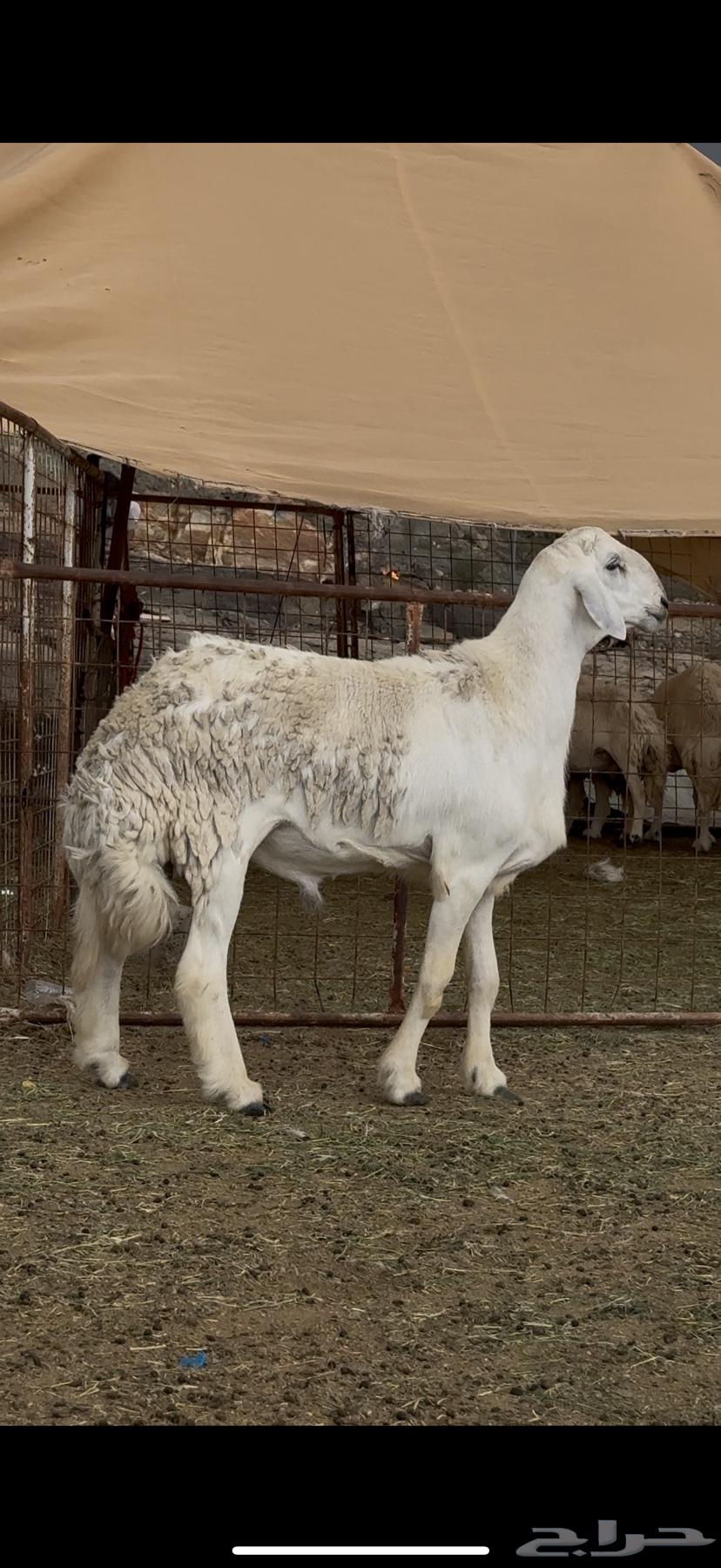 فحل حري فاخر من حلال الصياد64373297074434110
