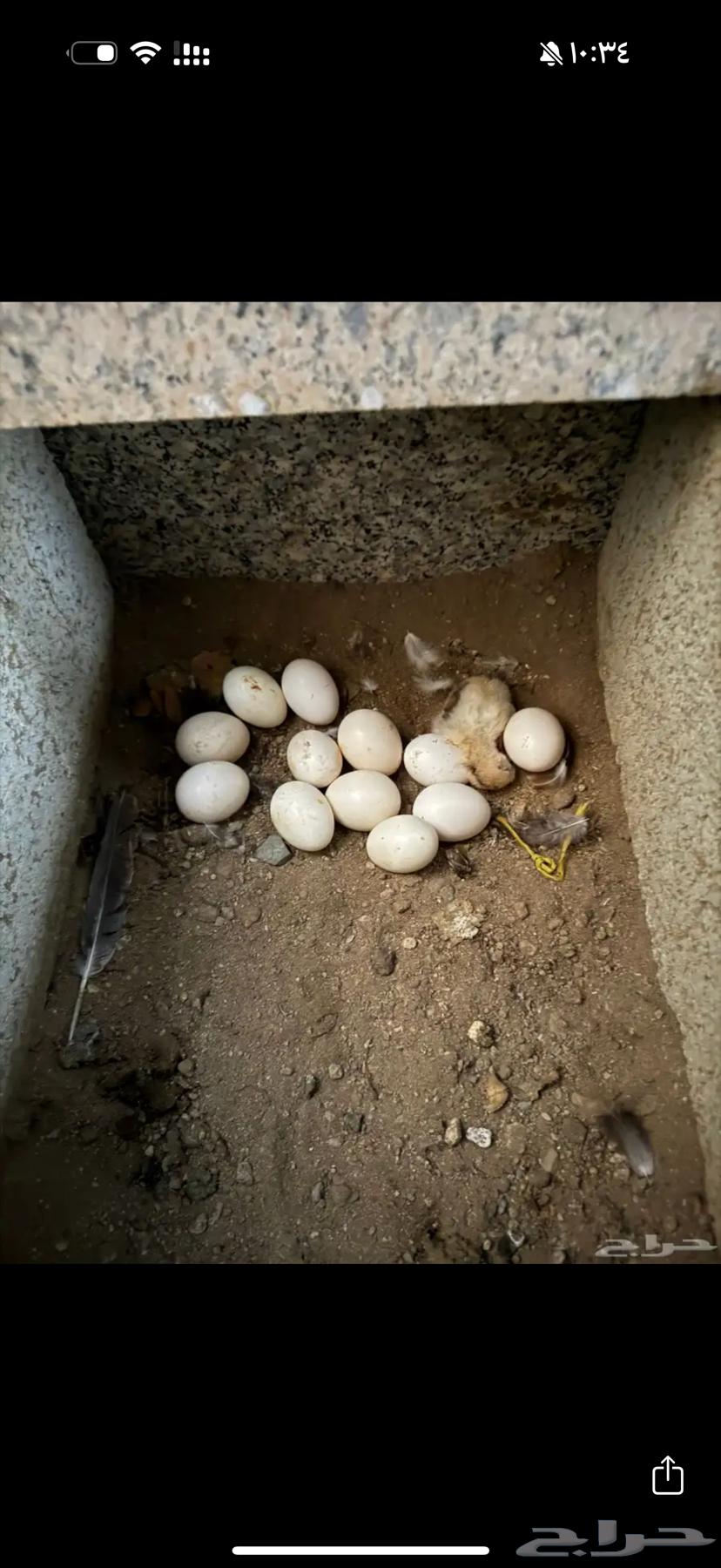 دجاج بلدي مع ديوك العدد3464376155067521111