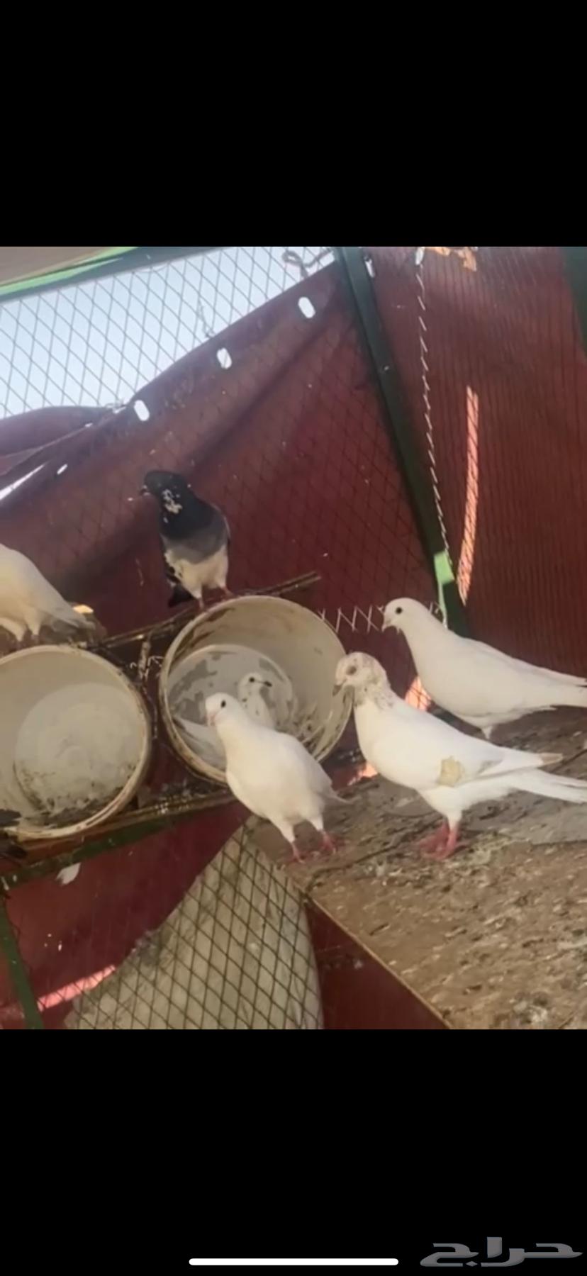 Hamman64366834254465112