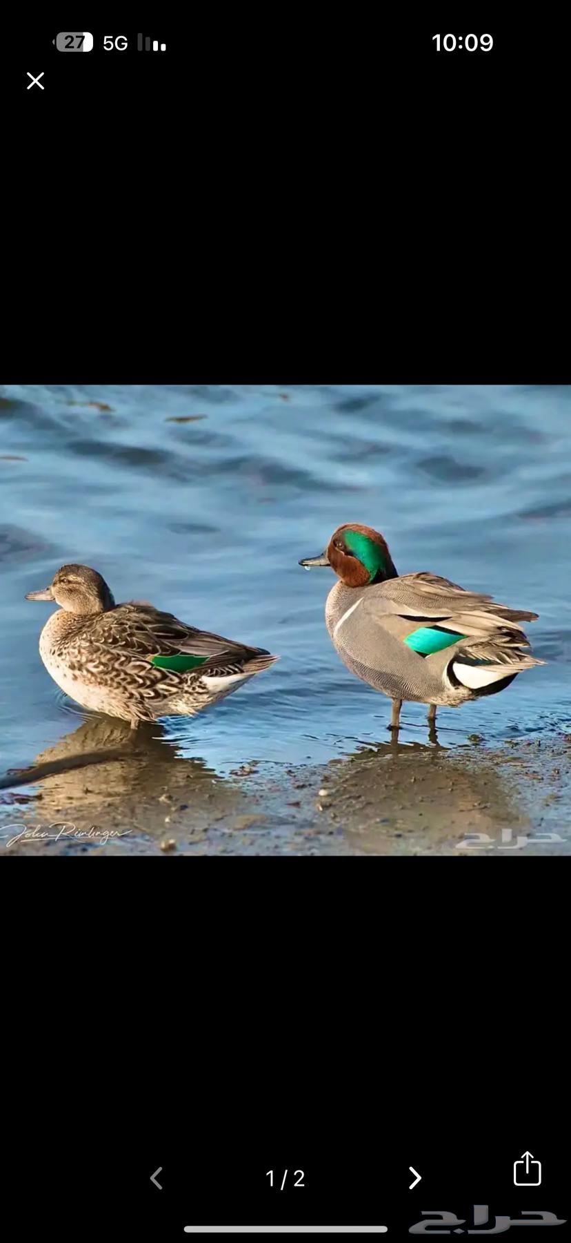 بط نوادر محميات طيور64375813527426110