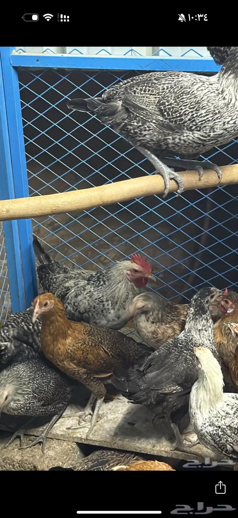 دجاج بلدي مع ديوك العدد3464376155067521112