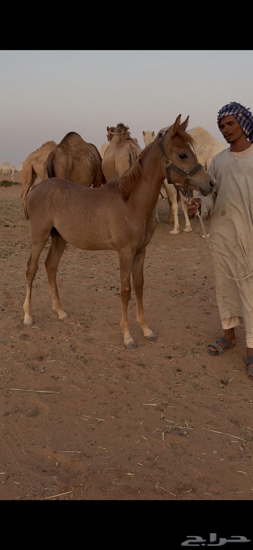 للبيع مهر عربي راس ملكي السوم 130064373388484482110