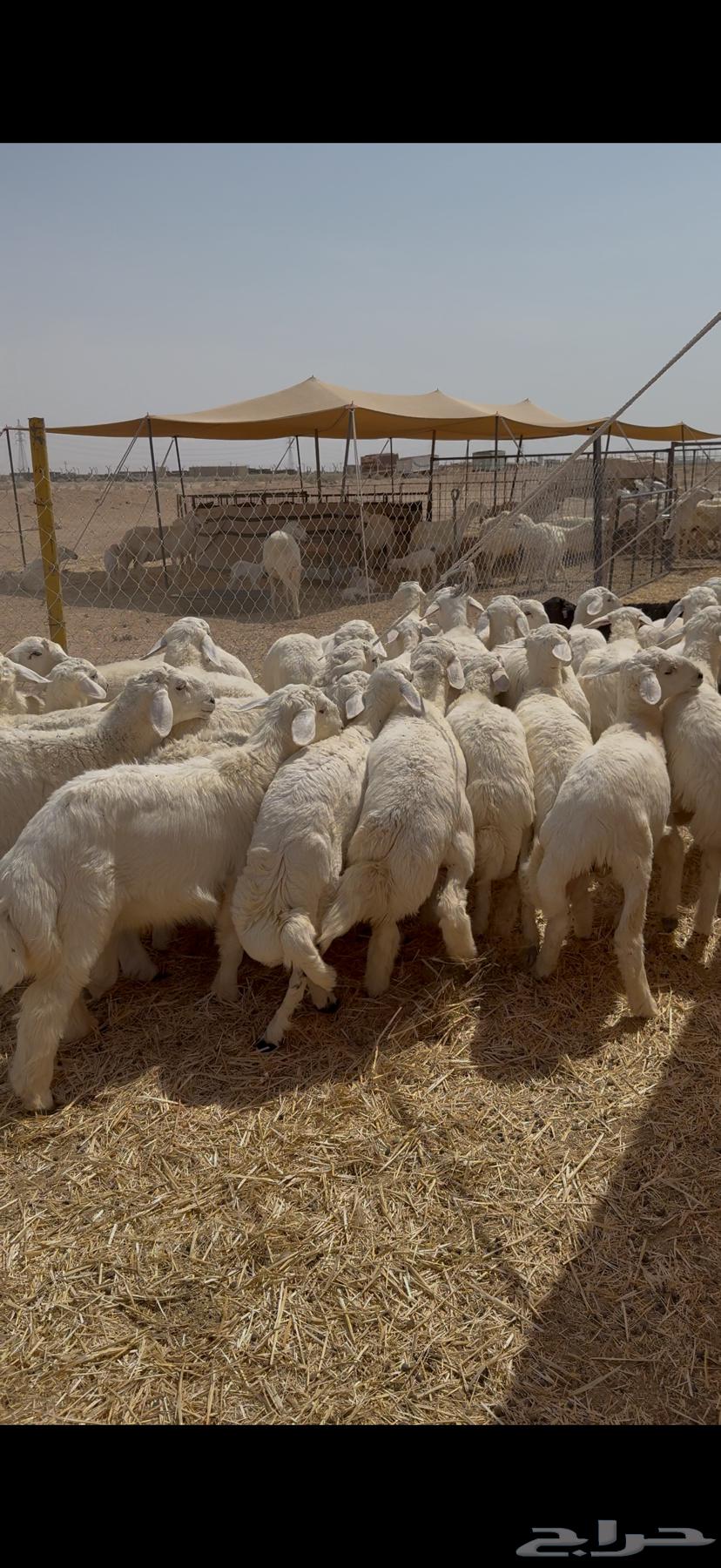 طليان صافي 45 مغلق شحم العمر 5 6 شهور64372097430017111