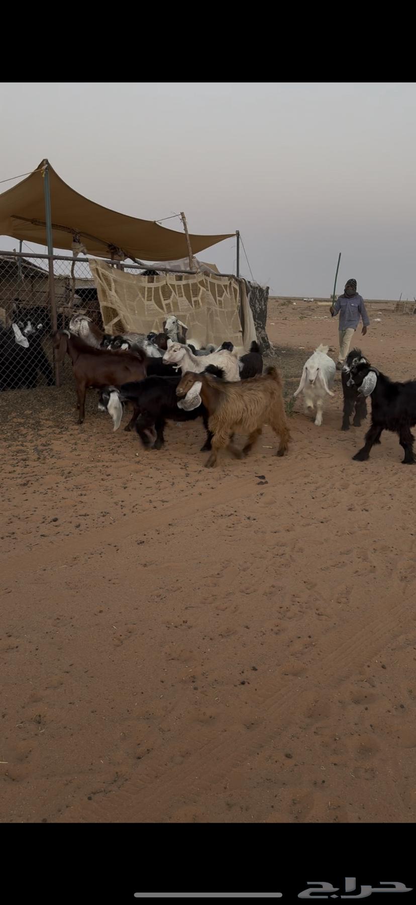 تيوس مخاصي فاخره64373194802177111