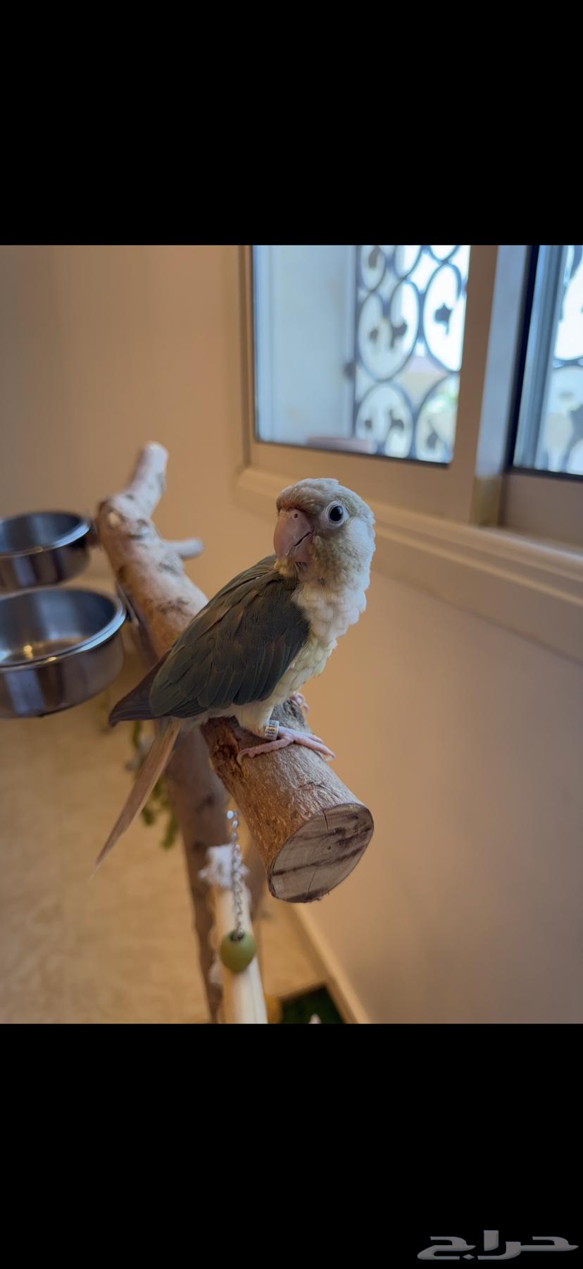 للبيع ببغاء كنيور سينمون تركواز64362559711873111
