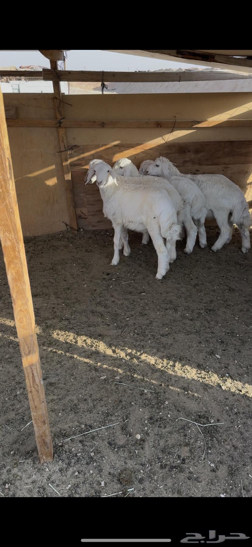 خروف صافي64370511426817110