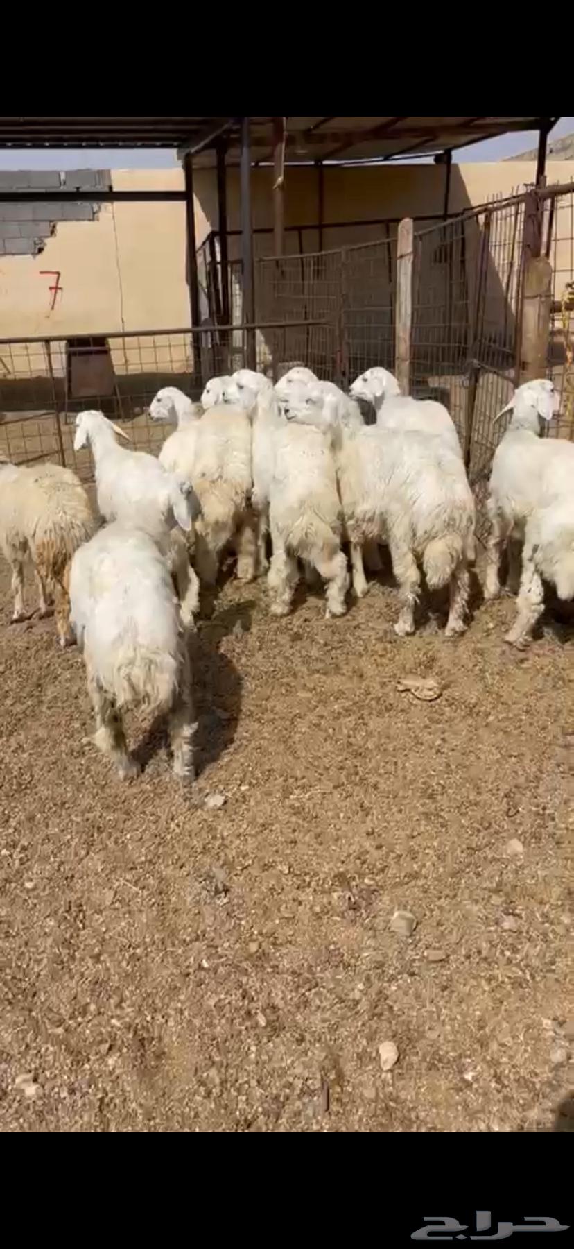 Sheep and goats for sale with slaughter, delivery, and packaging available64365499310339112