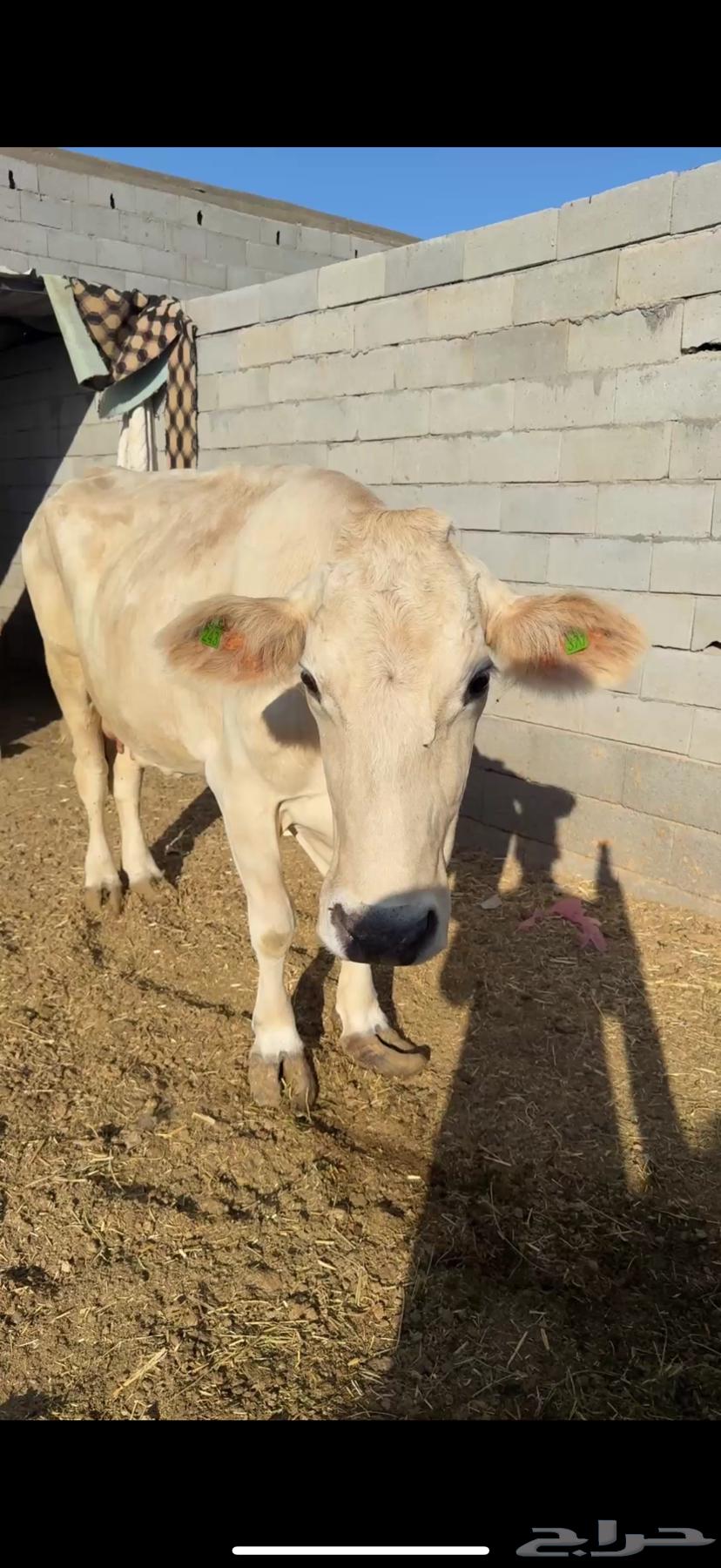 بقره ألمانيه64374230157954110