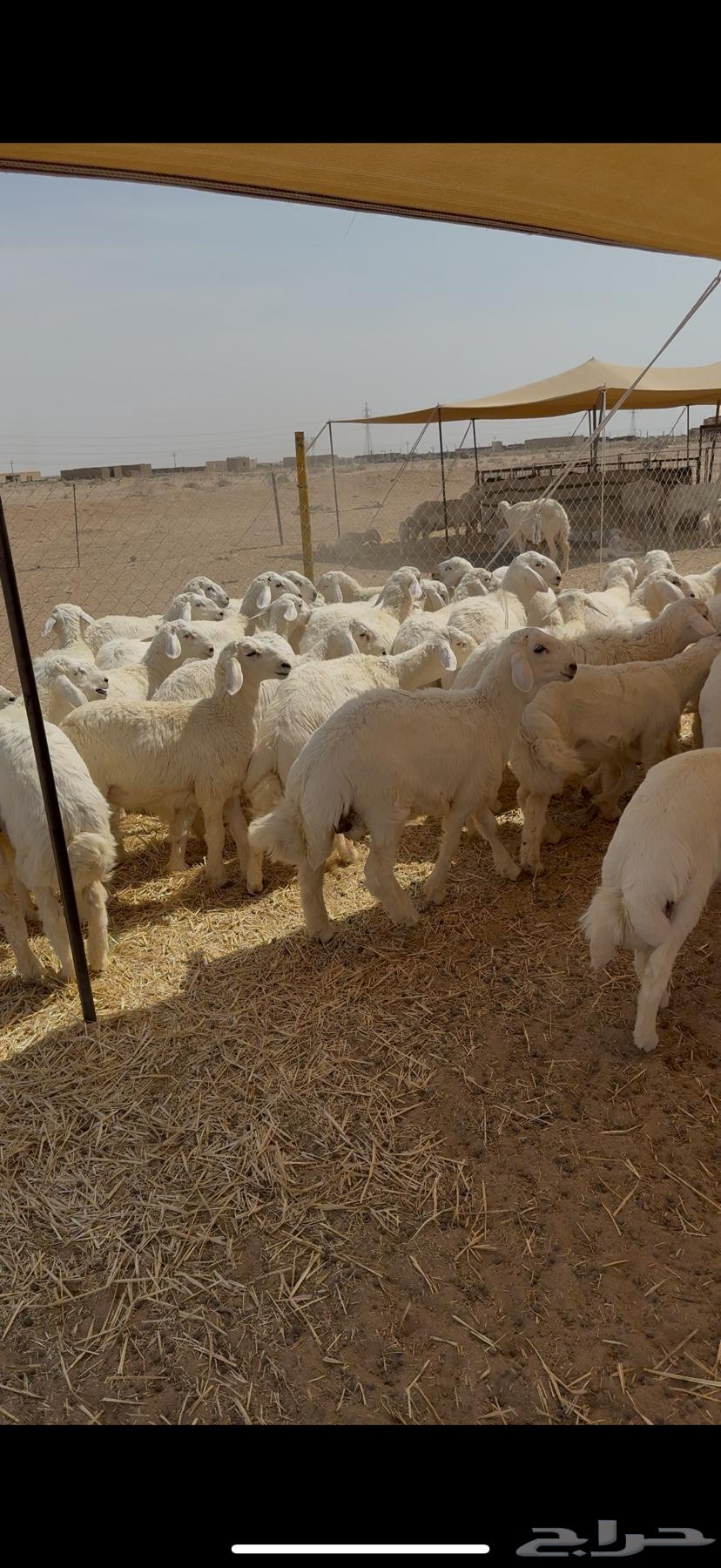 طليان صافي 45 مغلق شحم العمر 5 6 شهور64372097430017114