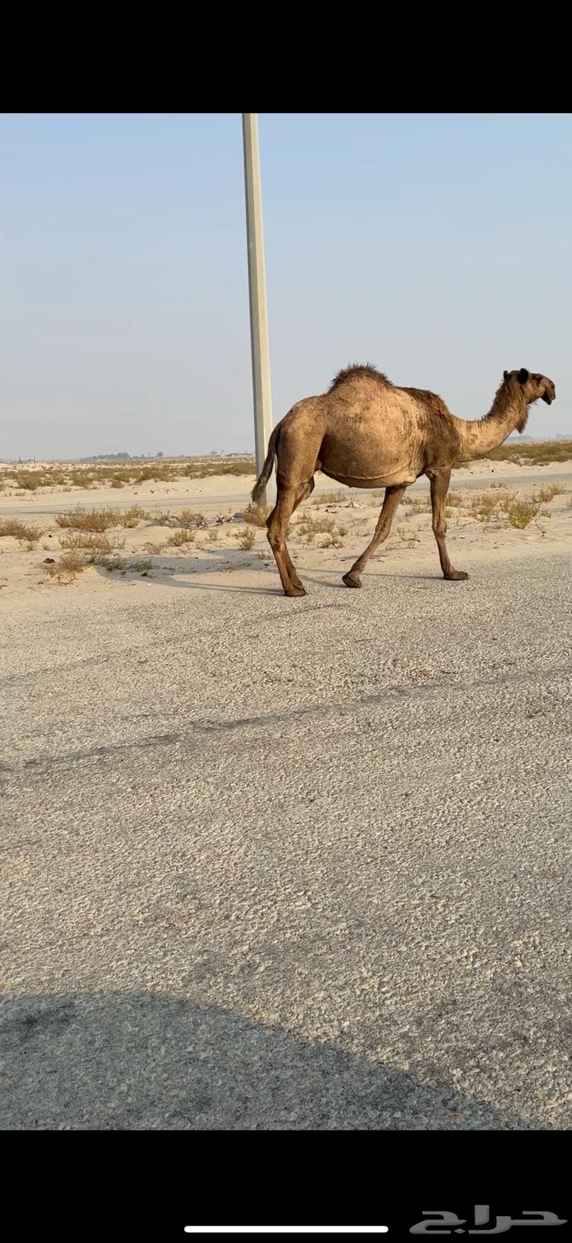 Camel calves of good lineage64374304699139112