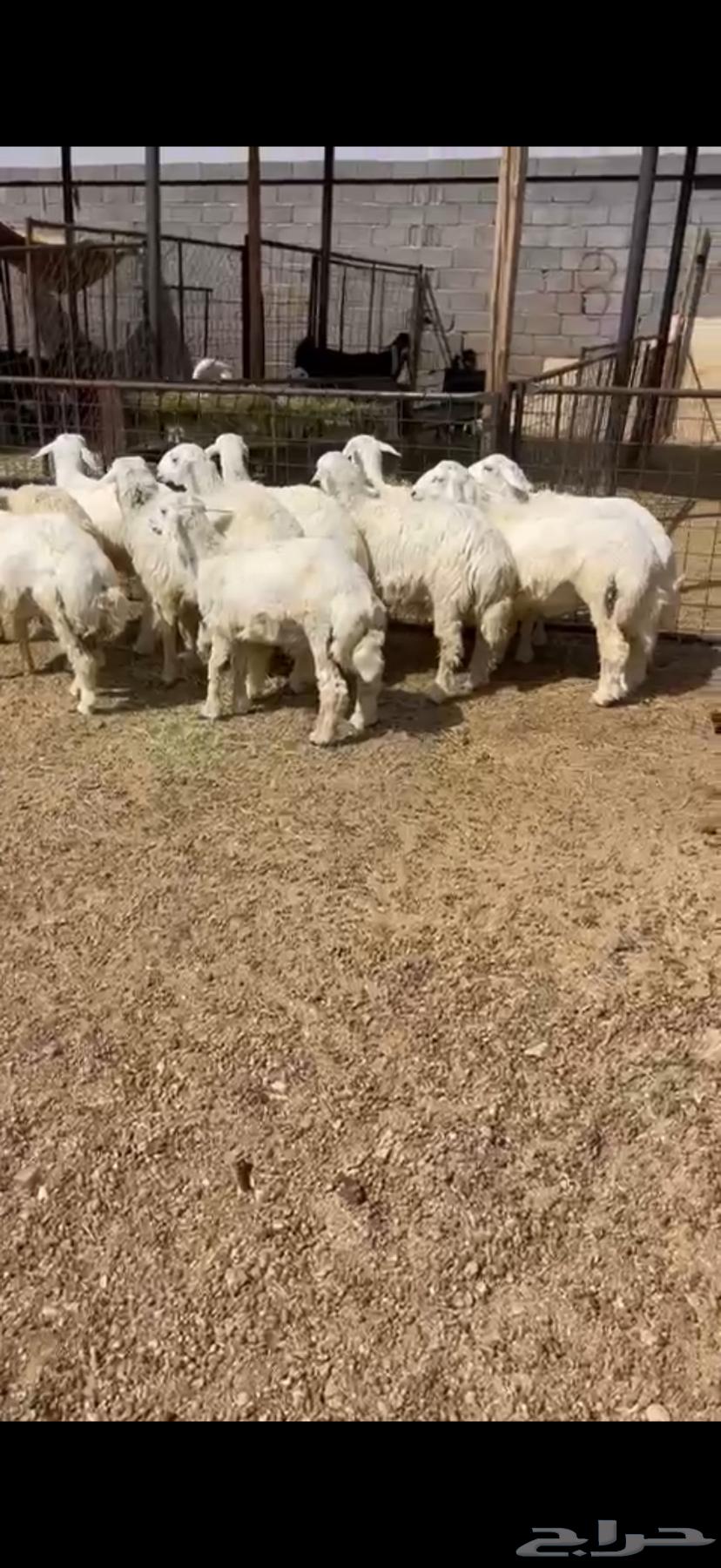Sheep and goats for sale with slaughter, delivery, and packaging available64365499310339111