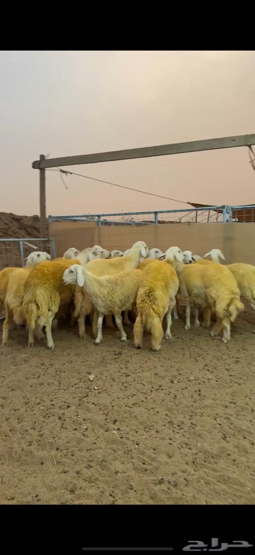 رخال جذعات حري مقنى64376436562562110