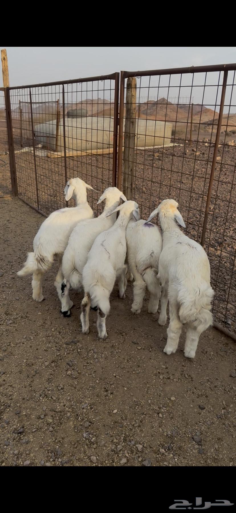 Rkhal and Tli64368252213379110