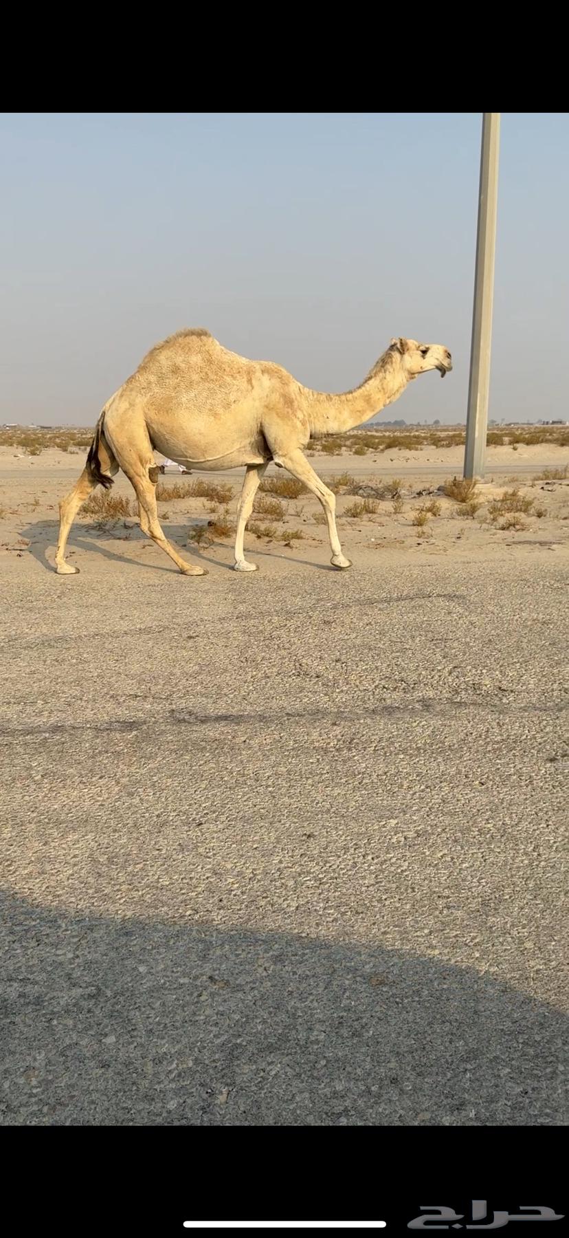 Camel calves of good lineage64374304699139111