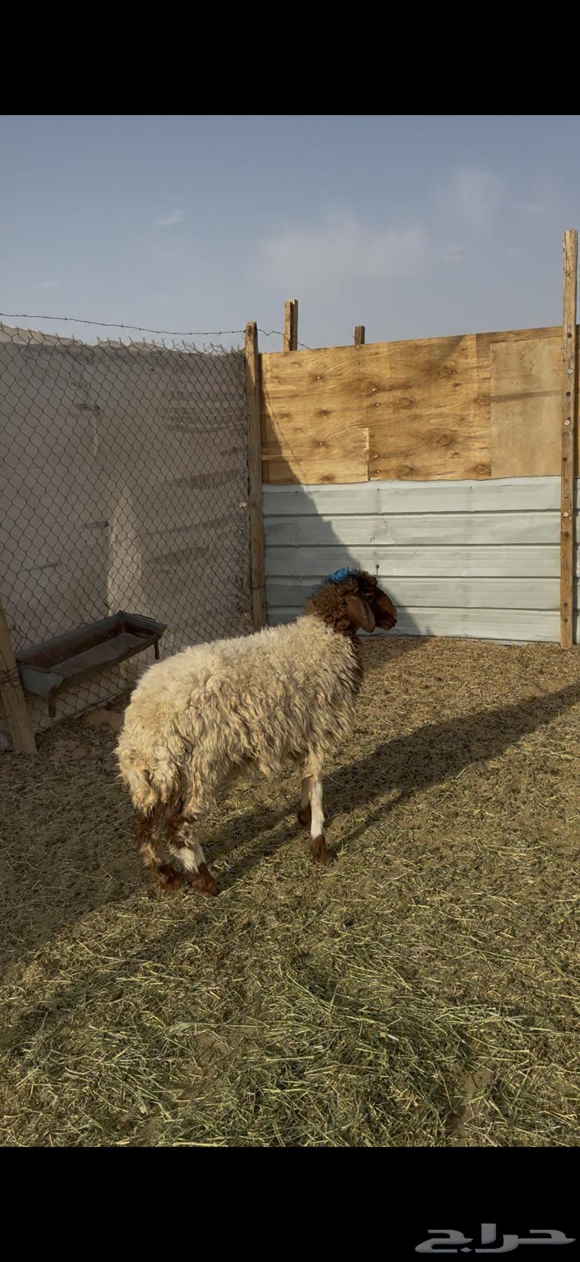 للبيع رخل نعيميه بالرياض64367172905730110