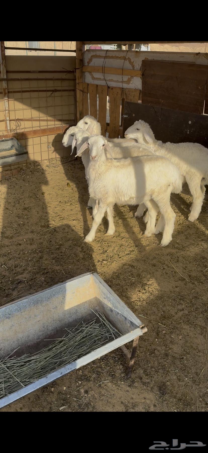 خروف صافي64370511426817111