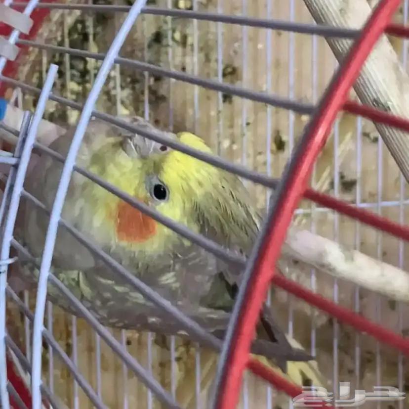 طير كراون64370929396993111