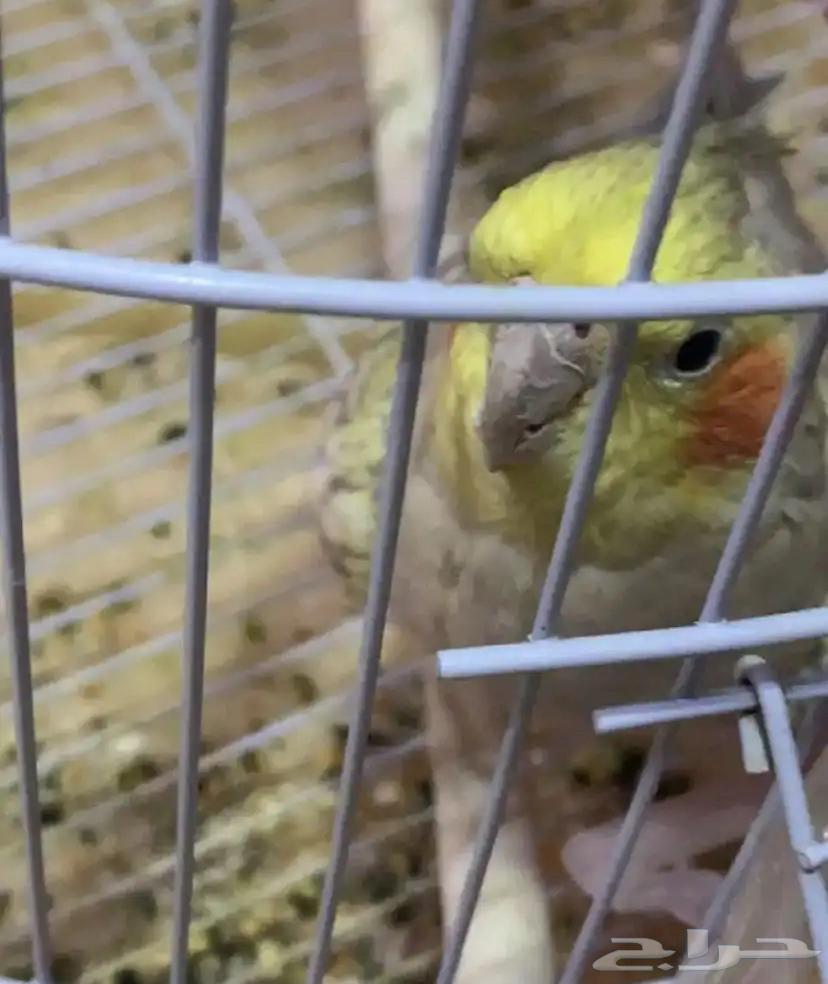 طير كراون64370929396993112