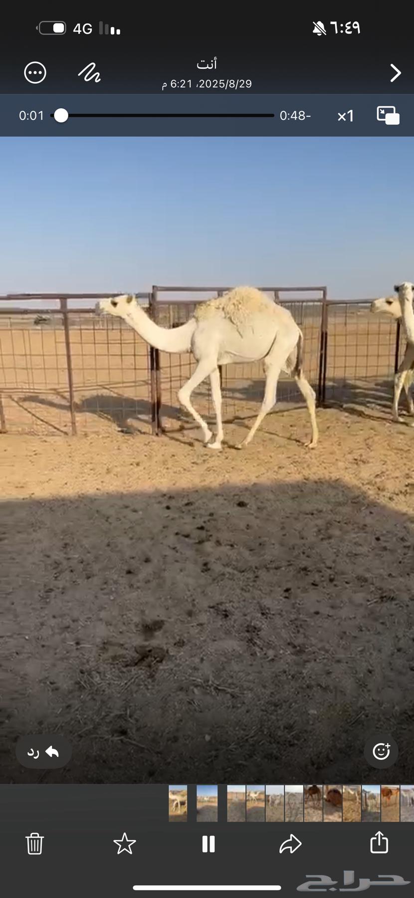 حشو للبيع64372784315394111