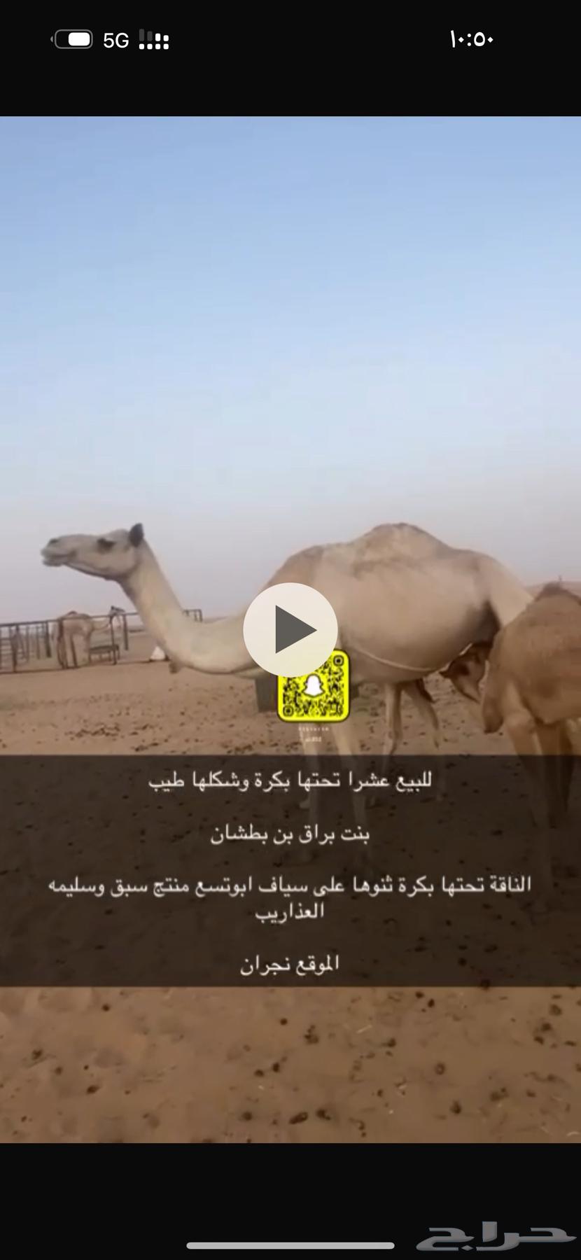 عشرا مهجنة اصيل تحتها بكرة على سياف ابوتسع64376304116993110