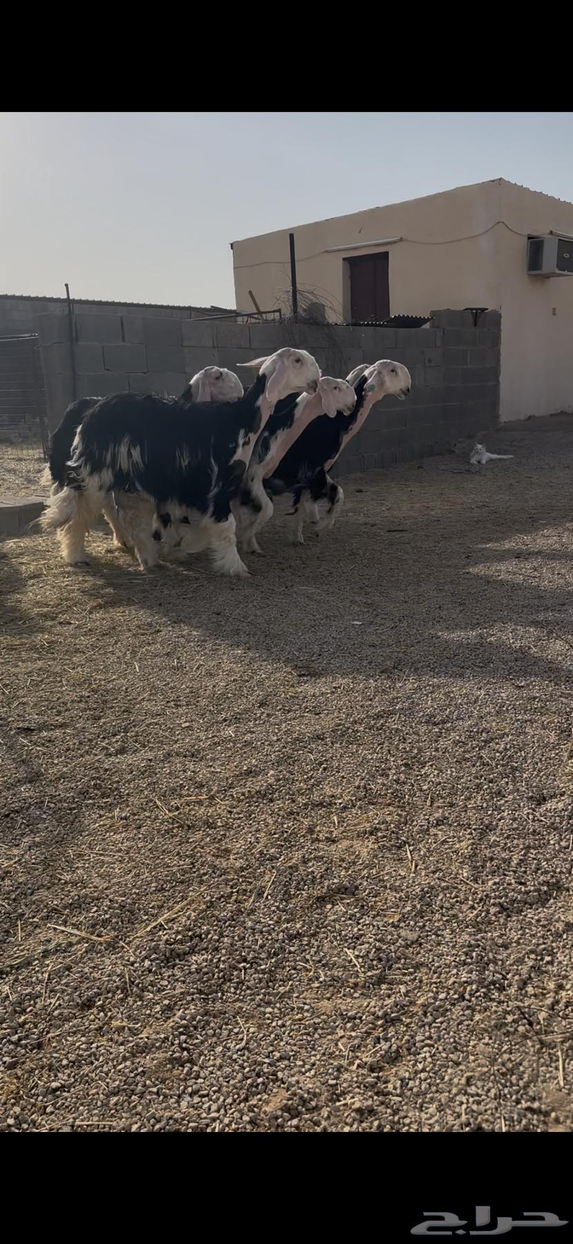 للبيع رخال نجد خصصصم الخصم64369176097667110