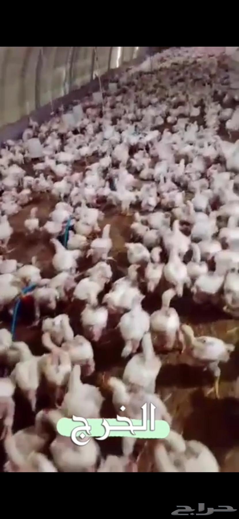 دجاج لاحم للبيع الموقع الخرج التواصل وتس64376944785923110