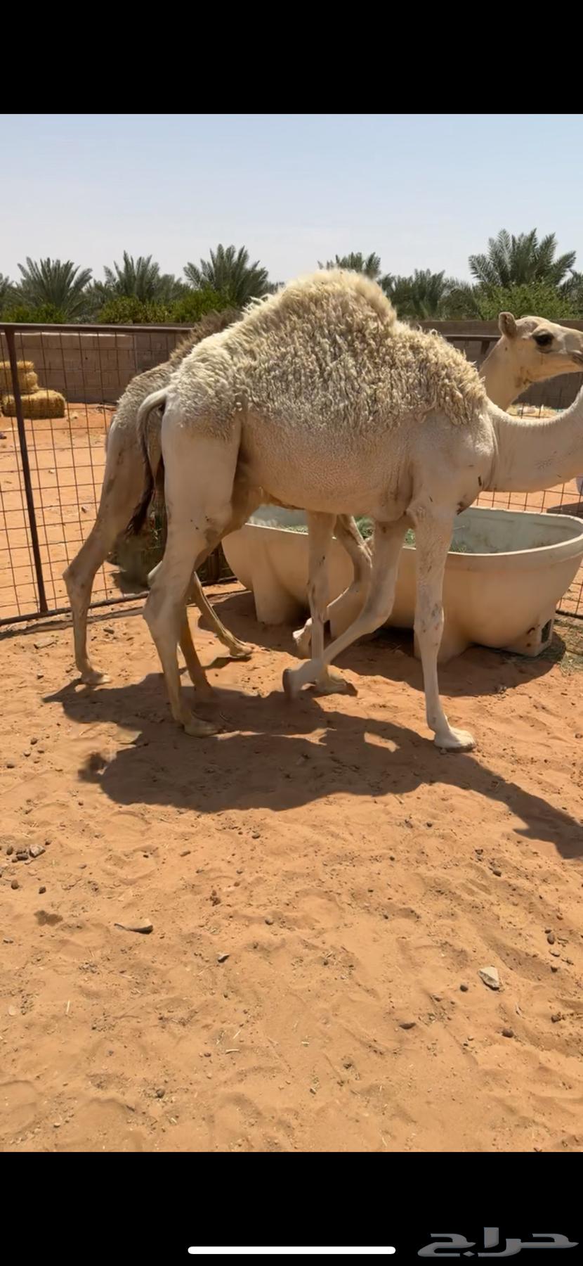 للبيع قعدان 2 طايشات شحم64368455678466110