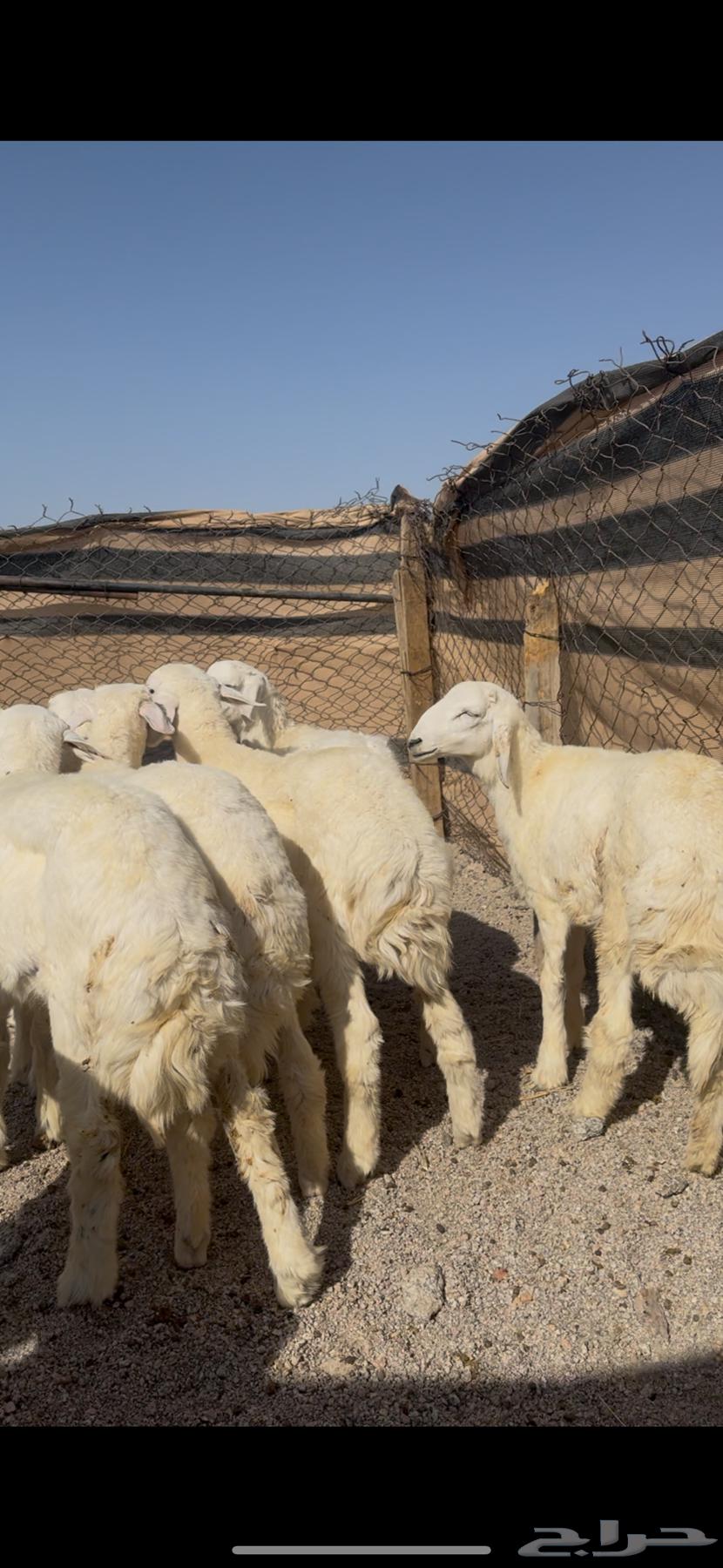 طليان العدد 8 كلش خروف64365703402242111