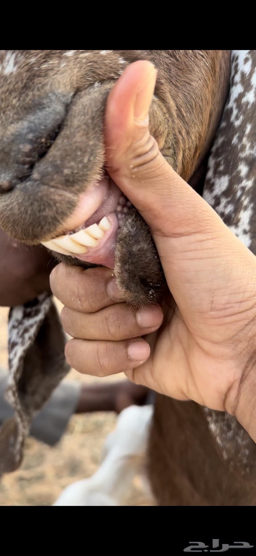 عنز متبع64365616233217114