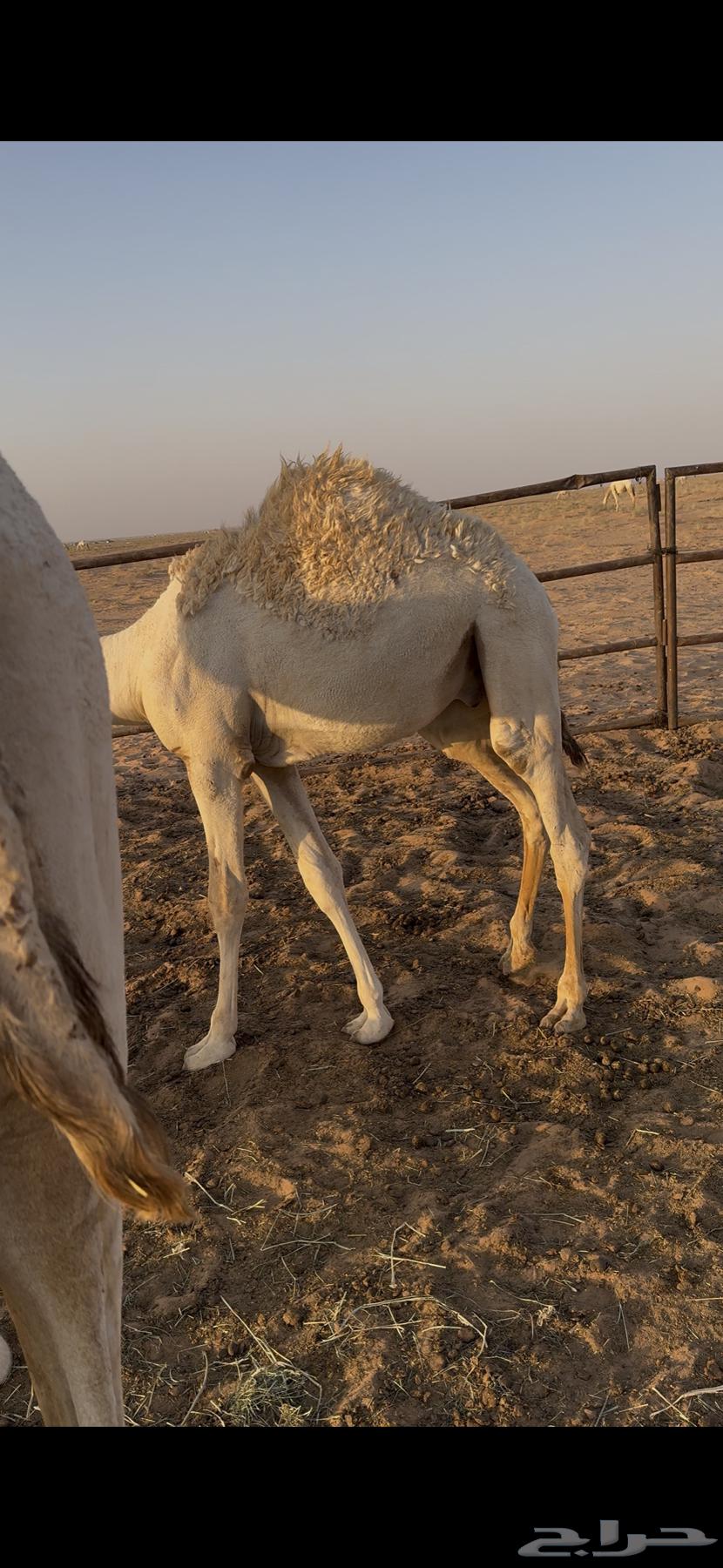 للبيع قعود64372989776129112