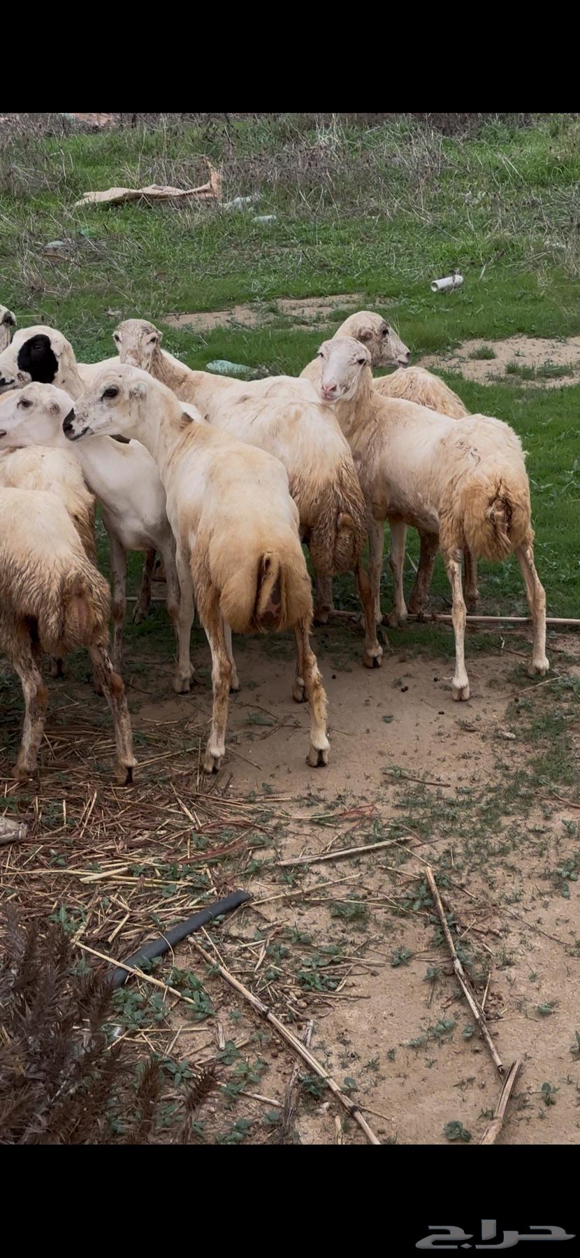 رخال رفيديات دفيع64371906030339110