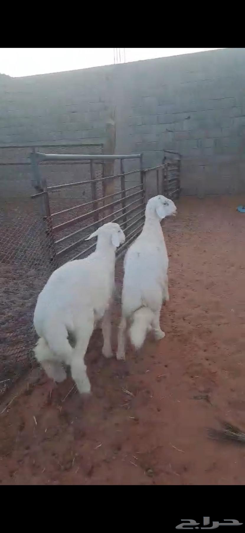 طليان حريه64363323740161112