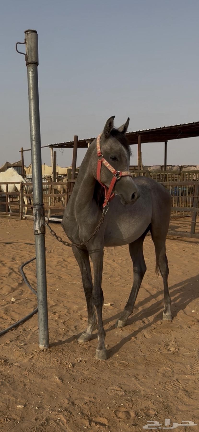 مهر للبيع64371408891394110